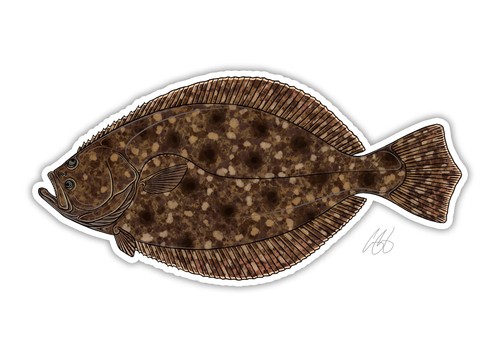 Flounder fish decal - decal, 5.5"
